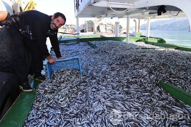 Karadeniz'de hamsi bereketi