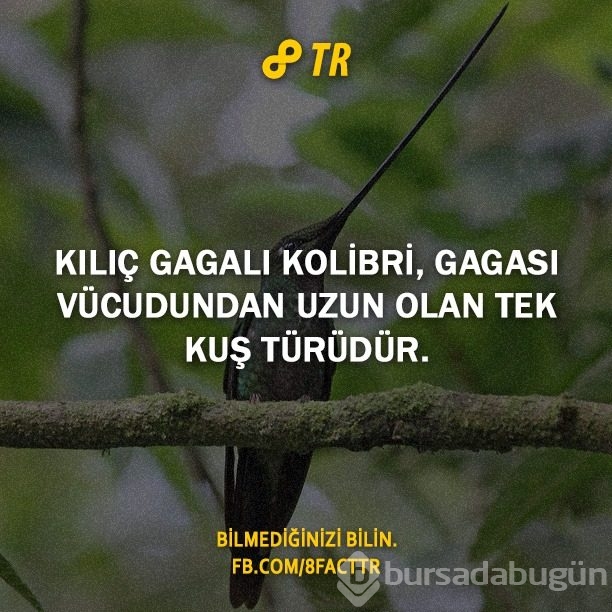 Az bilinen gerçekler
