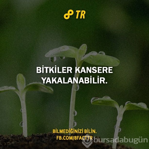 Az bilinen gerçekler
