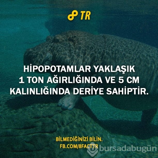 Az bilinen gerçekler
