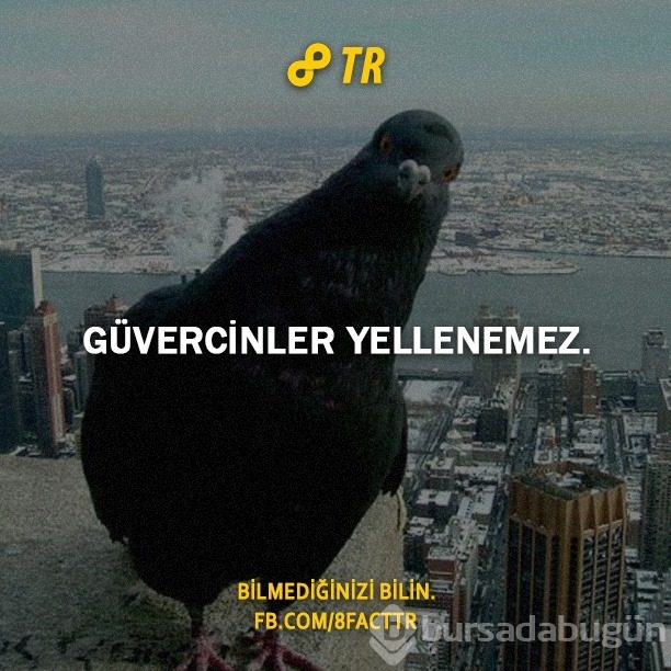 Az bilinen gerçekler
