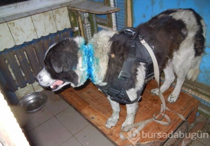 Bakın nasıl değiştiler
