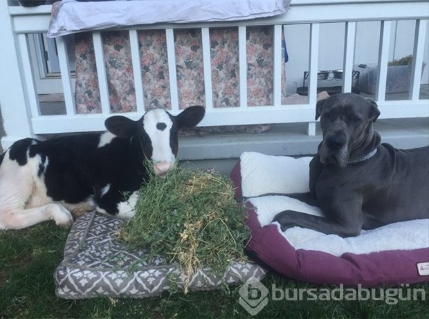 Bu inek kendini köpek sanıyor!