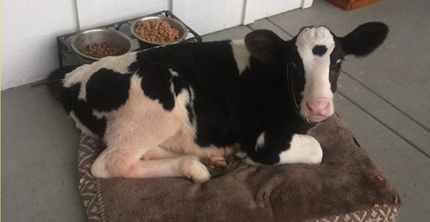 Bu inek kendini köpek sanıyor!