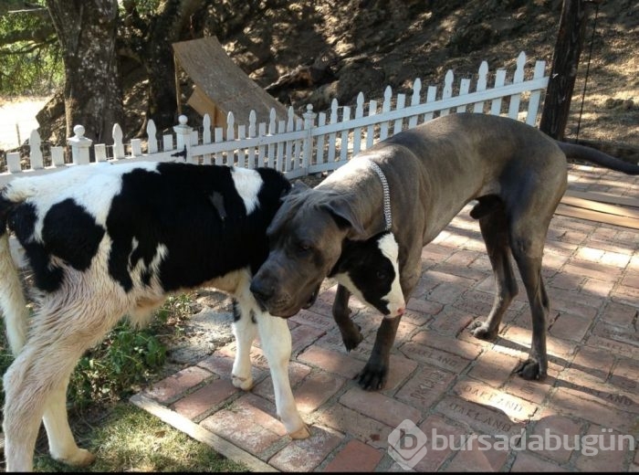 Bu inek kendini köpek sanıyor!