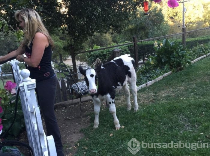 Bu inek kendini köpek sanıyor!