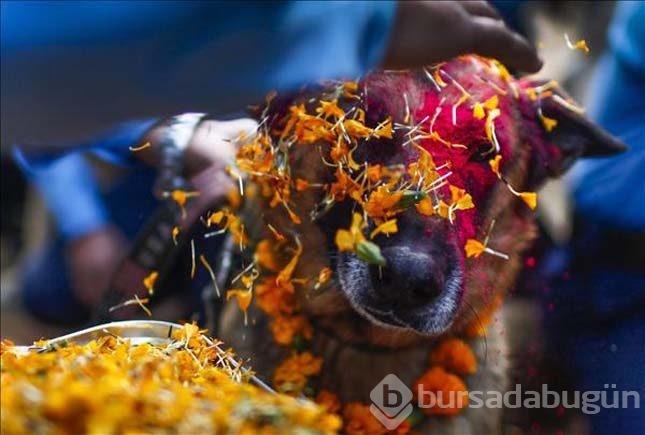 Köpekleri onurlandıran festival: Tihar