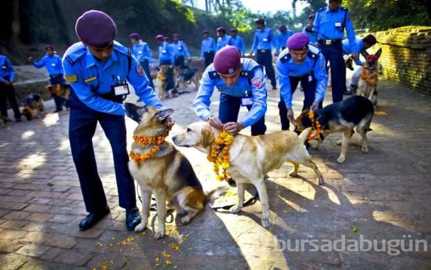 Köpekleri onurlandıran festival: Tihar