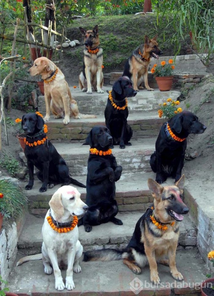 Köpekleri onurlandıran festival: Tihar