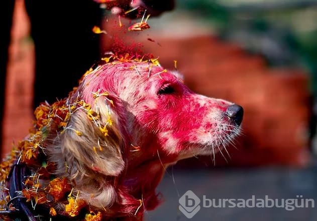 Köpekleri onurlandıran festival: Tihar
