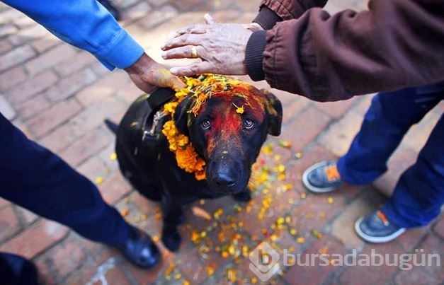 Köpekleri onurlandıran festival: Tihar
