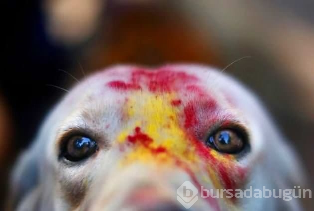 Köpekleri onurlandıran festival: Tihar