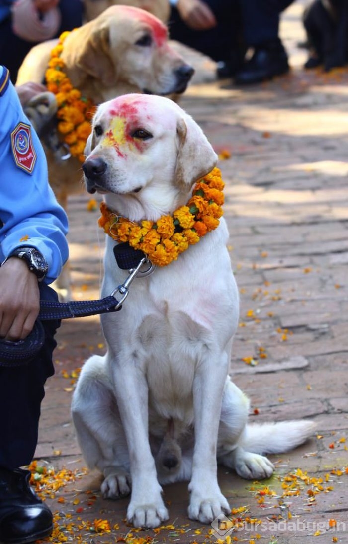 Köpekleri onurlandıran festival: Tihar