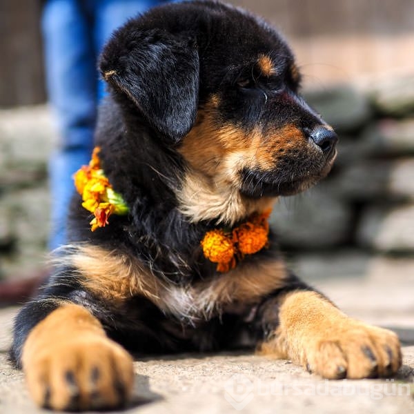 Köpekleri onurlandıran festival: Tihar