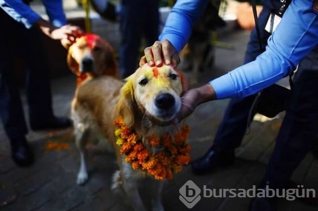 Köpekleri onurlandıran festival: Tihar