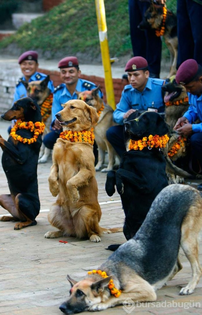 Köpekleri onurlandıran festival: Tihar