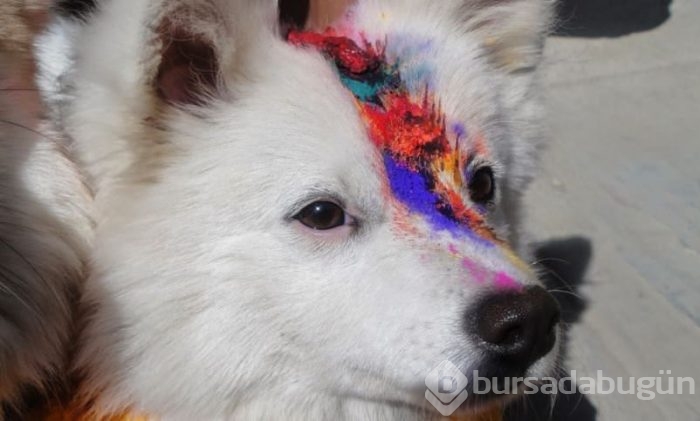 Köpekleri onurlandıran festival: Tihar