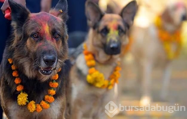 Köpekleri onurlandıran festival: Tihar