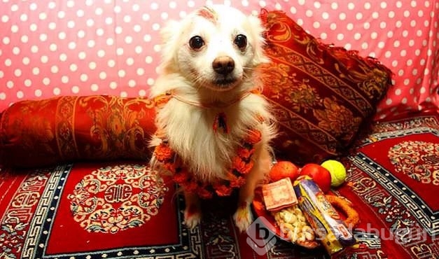 Köpekleri onurlandıran festival: Tihar