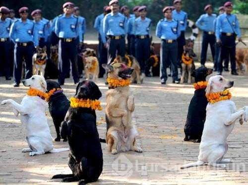 Köpekleri onurlandıran festival: Tihar