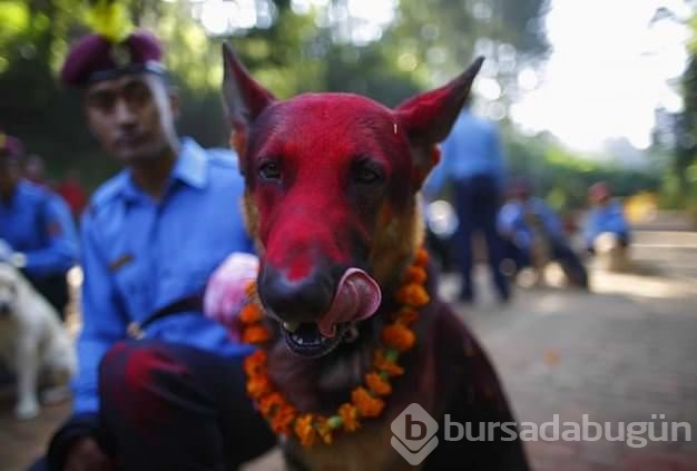 Köpekleri onurlandıran festival: Tihar