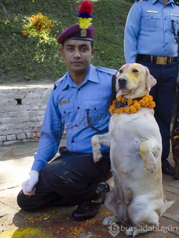 Köpekleri onurlandıran festival: Tihar