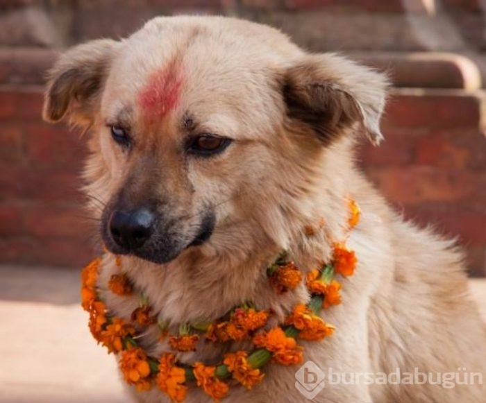 Köpekleri onurlandıran festival: Tihar