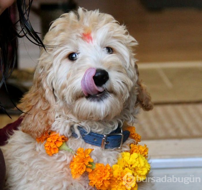 Köpekleri onurlandıran festival: Tihar