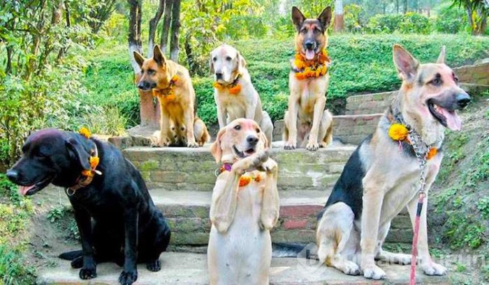 Köpekleri onurlandıran festival: Tihar