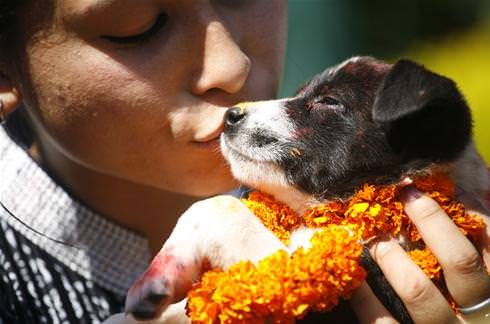 Köpekleri onurlandıran festival: Tihar