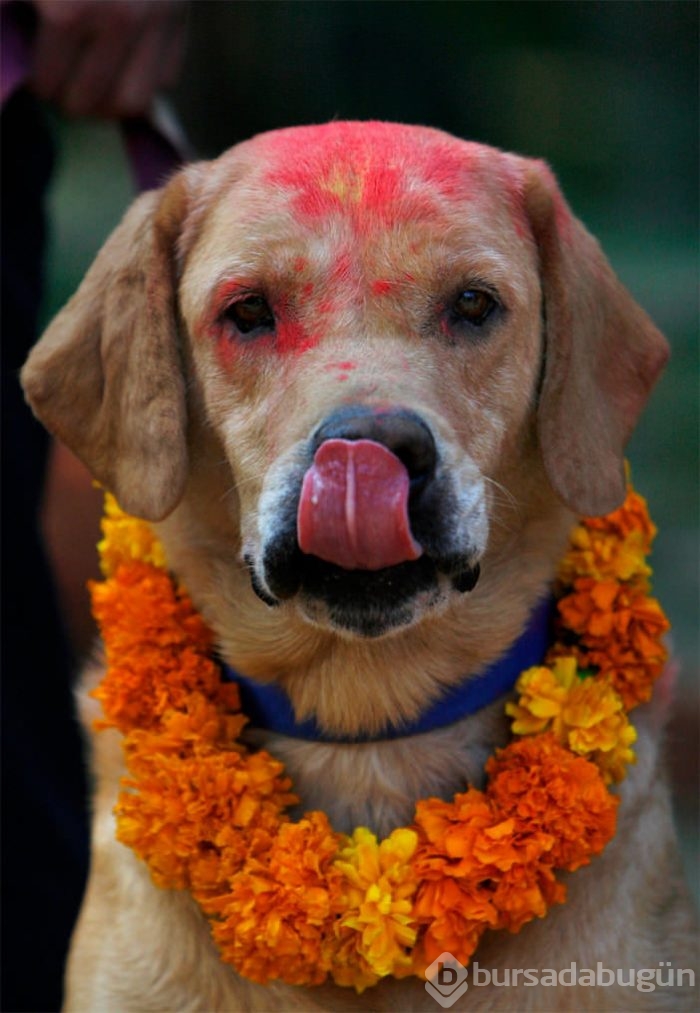 Köpekleri onurlandıran festival: Tihar