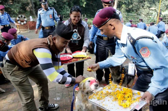 Köpekleri onurlandıran festival: Tihar