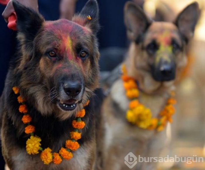 Köpekleri onurlandıran festival: Tihar