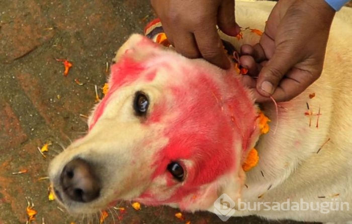 Köpekleri onurlandıran festival: Tihar