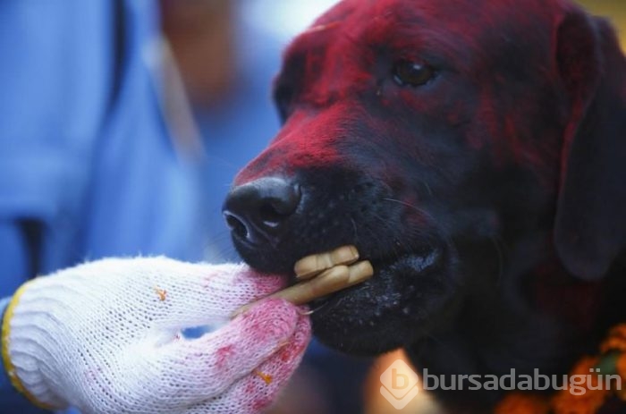 Köpekleri onurlandıran festival: Tihar