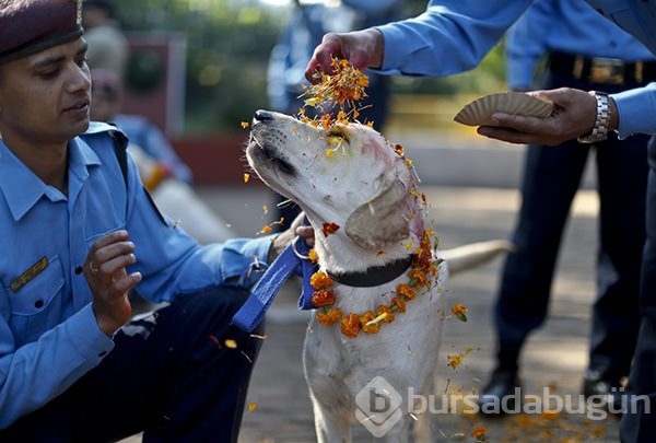 Köpekleri onurlandıran festival: Tihar