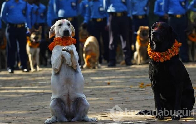 Köpekleri onurlandıran festival: Tihar