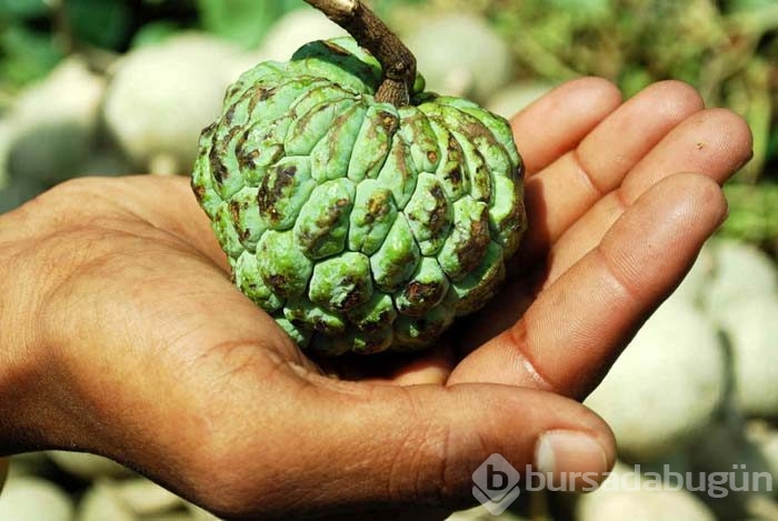 Guanabana meyvesi kanser hastalarına umut oldu