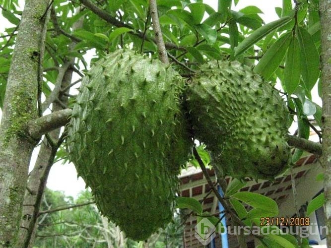 Guanabana meyvesi kanser hastalarına umut oldu