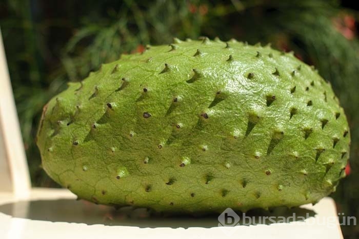 Guanabana meyvesi kanser hastalarına umut oldu