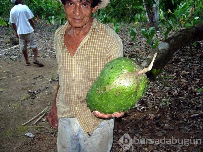 Guanabana meyvesi kanser hastalarına umut oldu