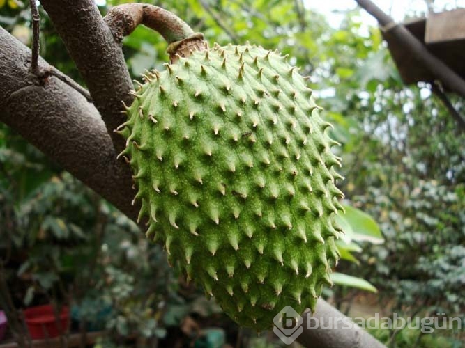 Guanabana meyvesi kanser hastalarına umut oldu