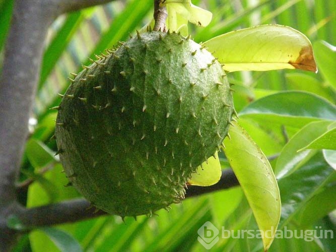 Guanabana meyvesi kanser hastalarına umut oldu