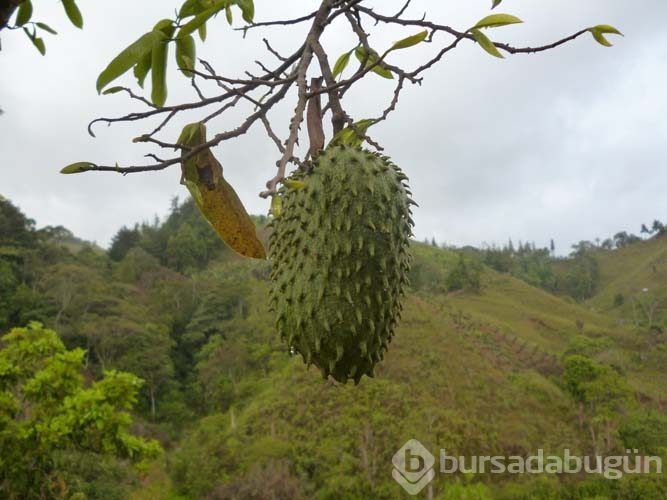 Guanabana meyvesi kanser hastalarına umut oldu