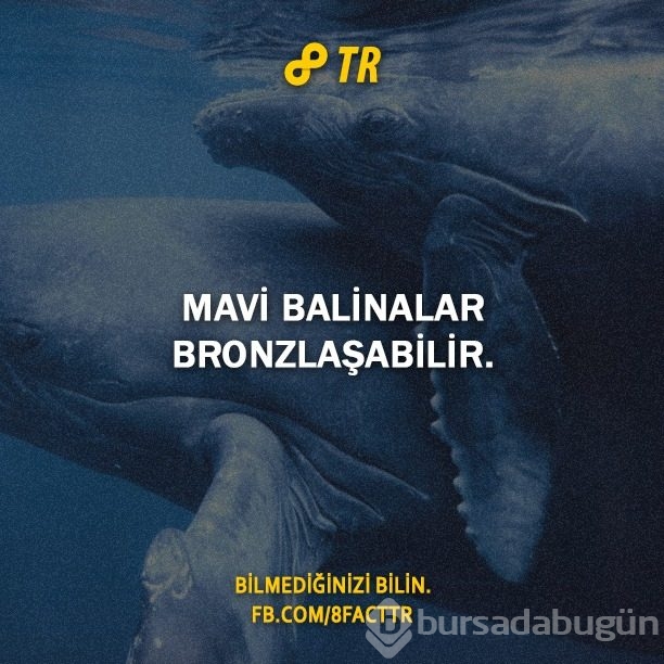 Az bilinen gerçekler