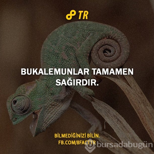 Az bilinen gerçekler