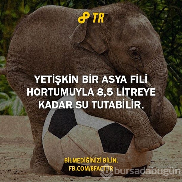Az bilinen gerçekler