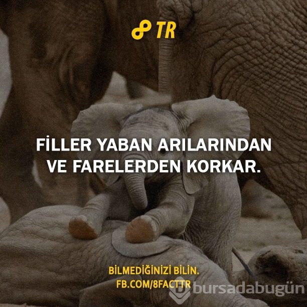 Az bilinen gerçekler