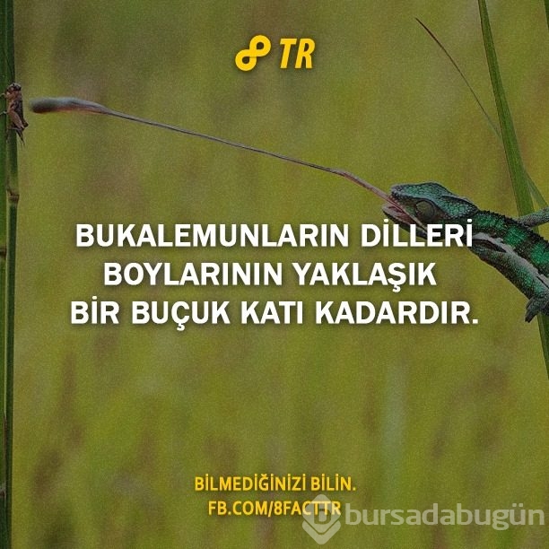 Az bilinen gerçekler