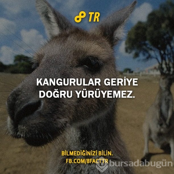 Az bilinen gerçekler